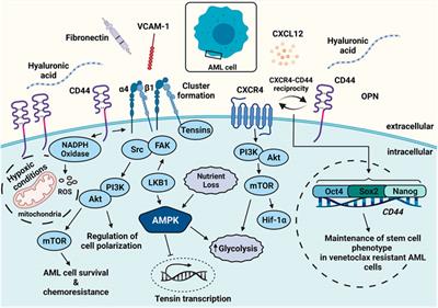 Insights Into Bone Marrow Niche Stability: An Adhesion and Metabolism Route